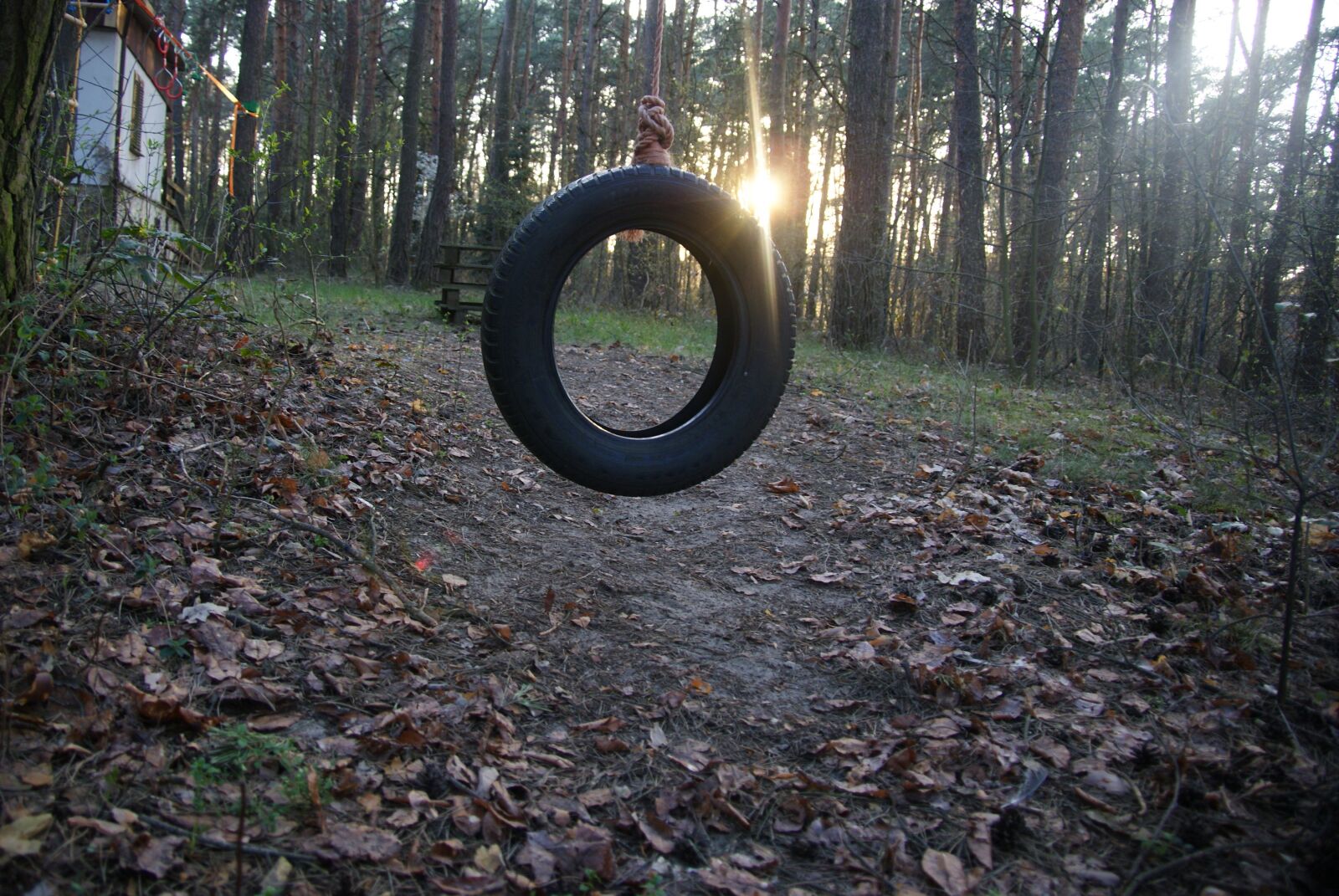 Sony Alpha DSLR-A330 sample photo. Forest, tire, nature photography
