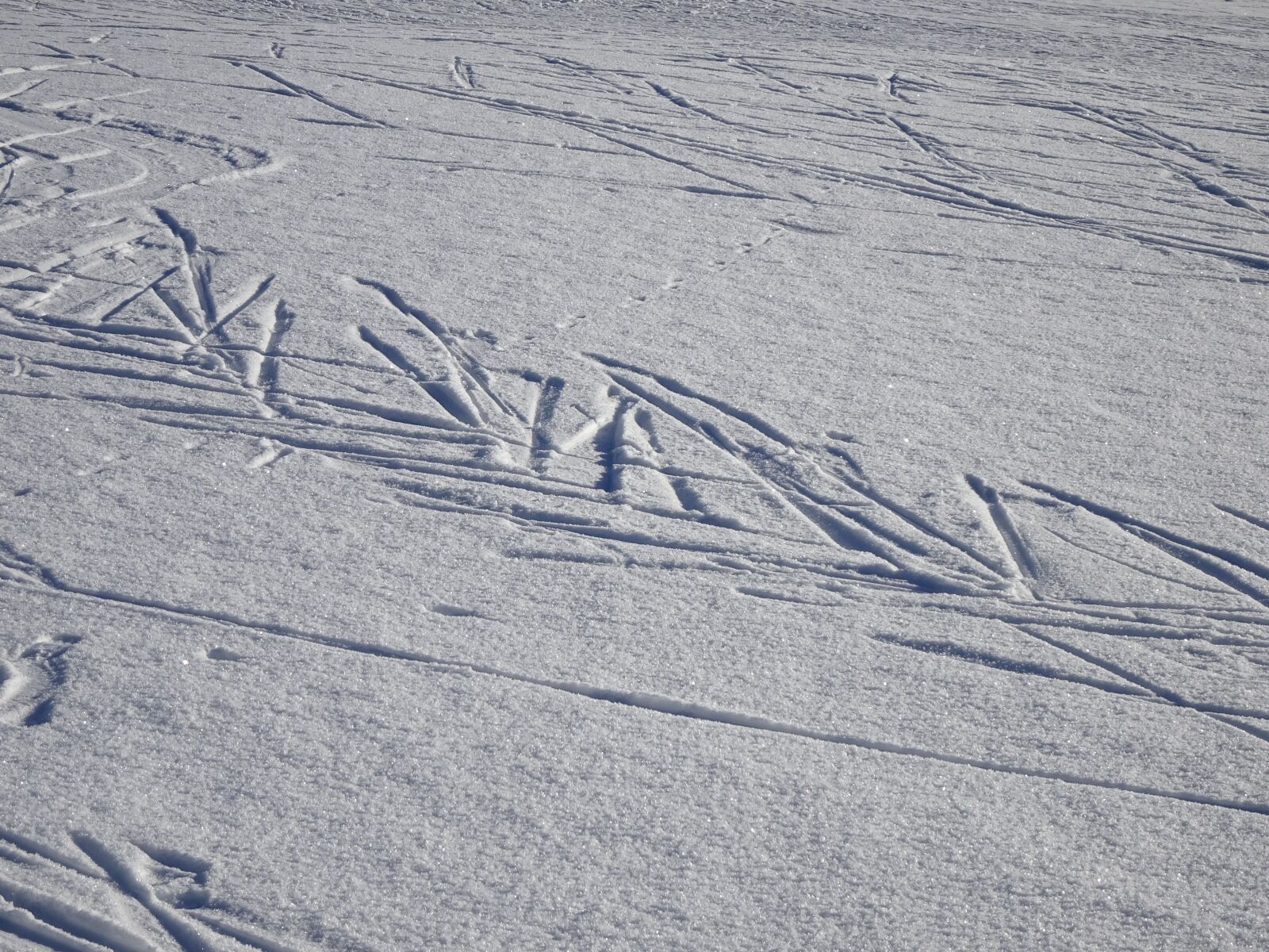 Sony Cyber-shot DSC-WX500 sample photo. Cross country skiing, trace photography