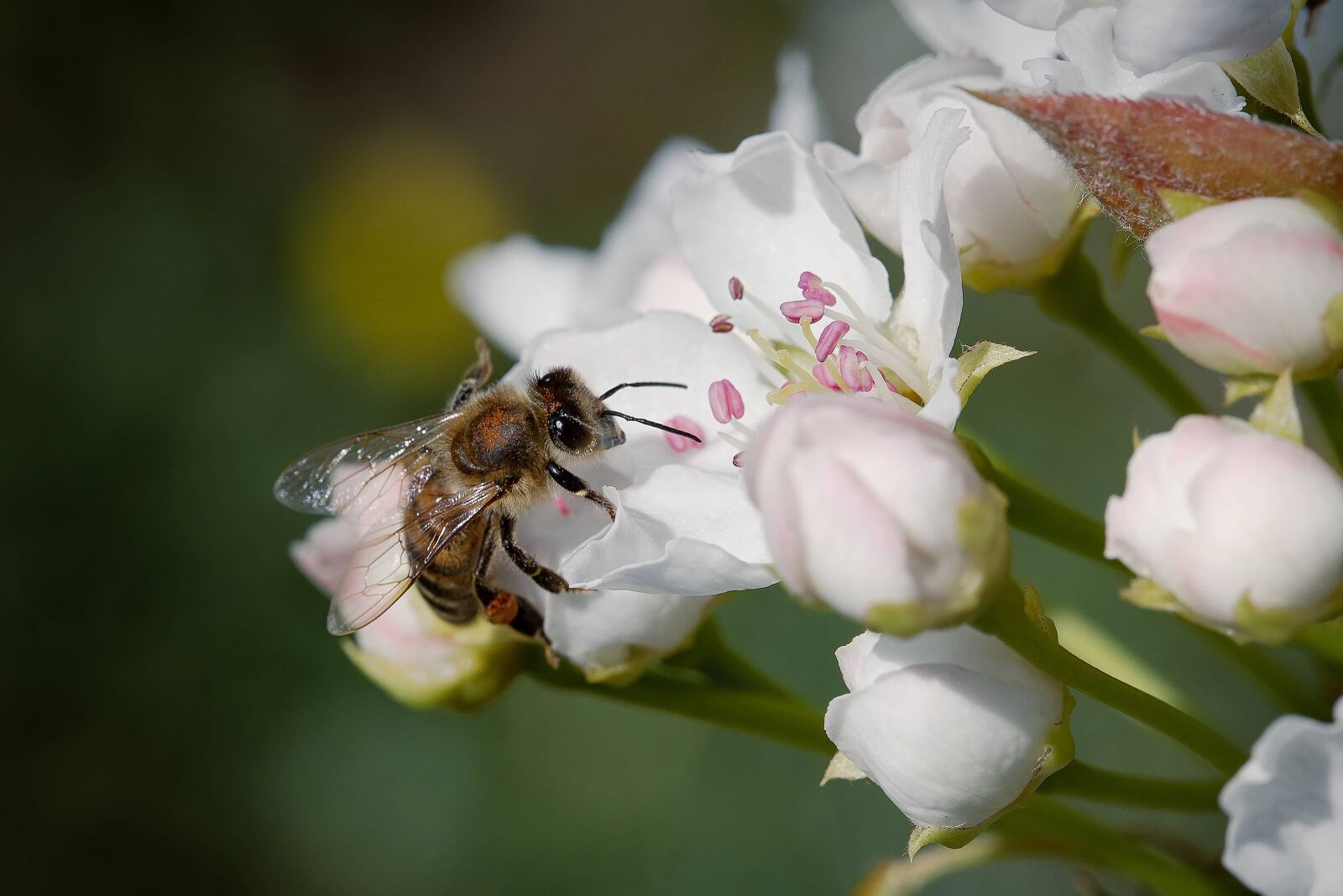Canon EF 100mm F2.8 Macro USM sample photo. Close-up, eye, eyeball, honeybee photography