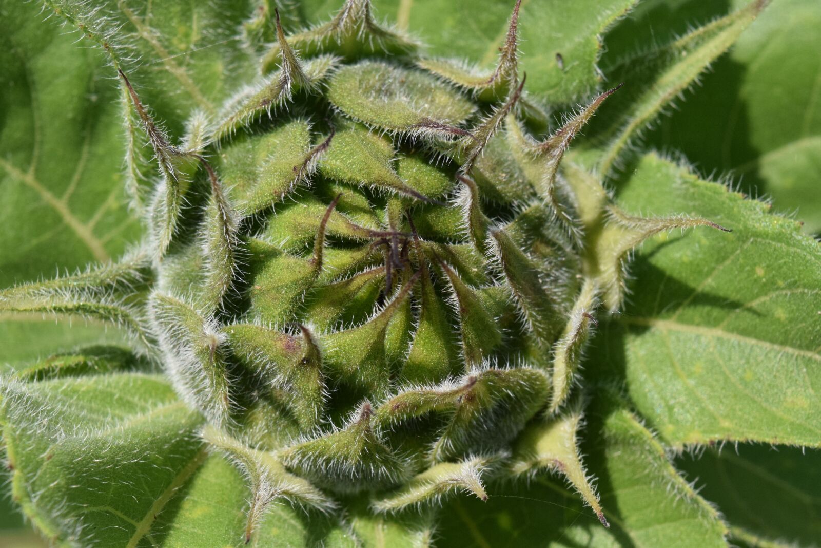 Nikon D3300 sample photo. Bud, sunflower, green photography