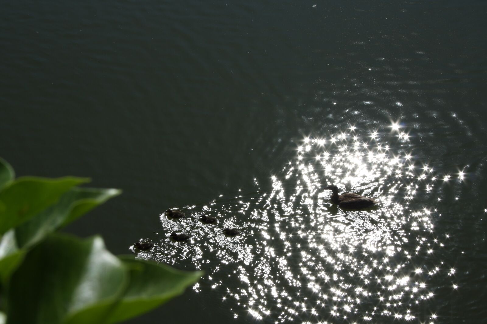 Canon EOS 1000D (EOS Digital Rebel XS / EOS Kiss F) sample photo. Ducks, pond, the reflection photography