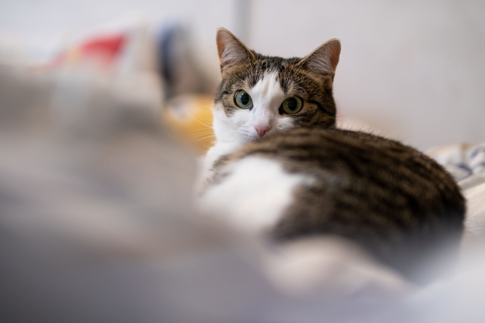 Fujifilm XF 50mm F1.0 R WR sample photo. Relaxing cat photography