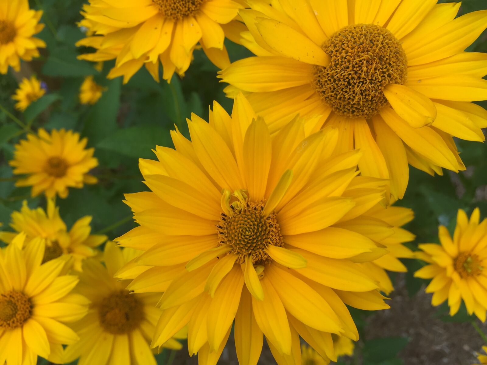 Apple iPhone 6 sample photo. Flowers, yellow, petals photography