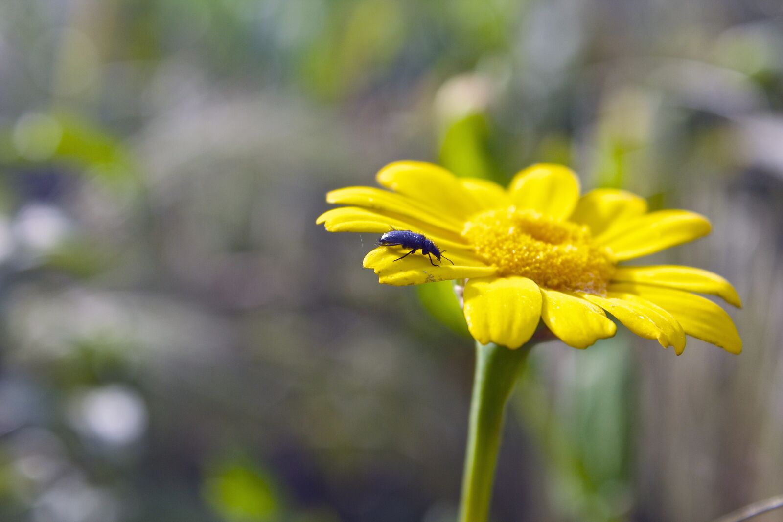 Canon EOS 600D (Rebel EOS T3i / EOS Kiss X5) sample photo. Flower, nature, petals photography