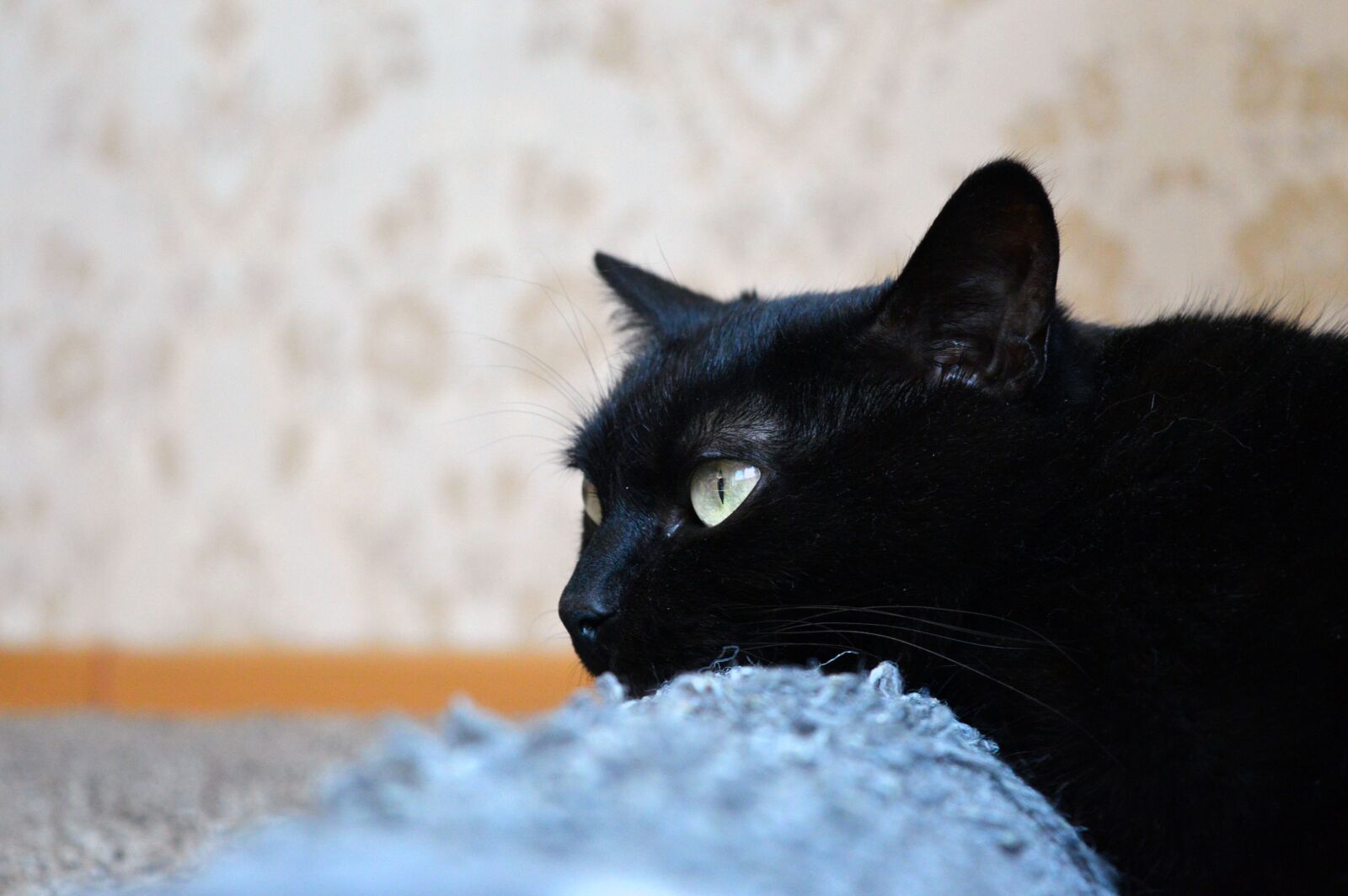 Nikon D3200 sample photo. Black cat, scratching posts photography