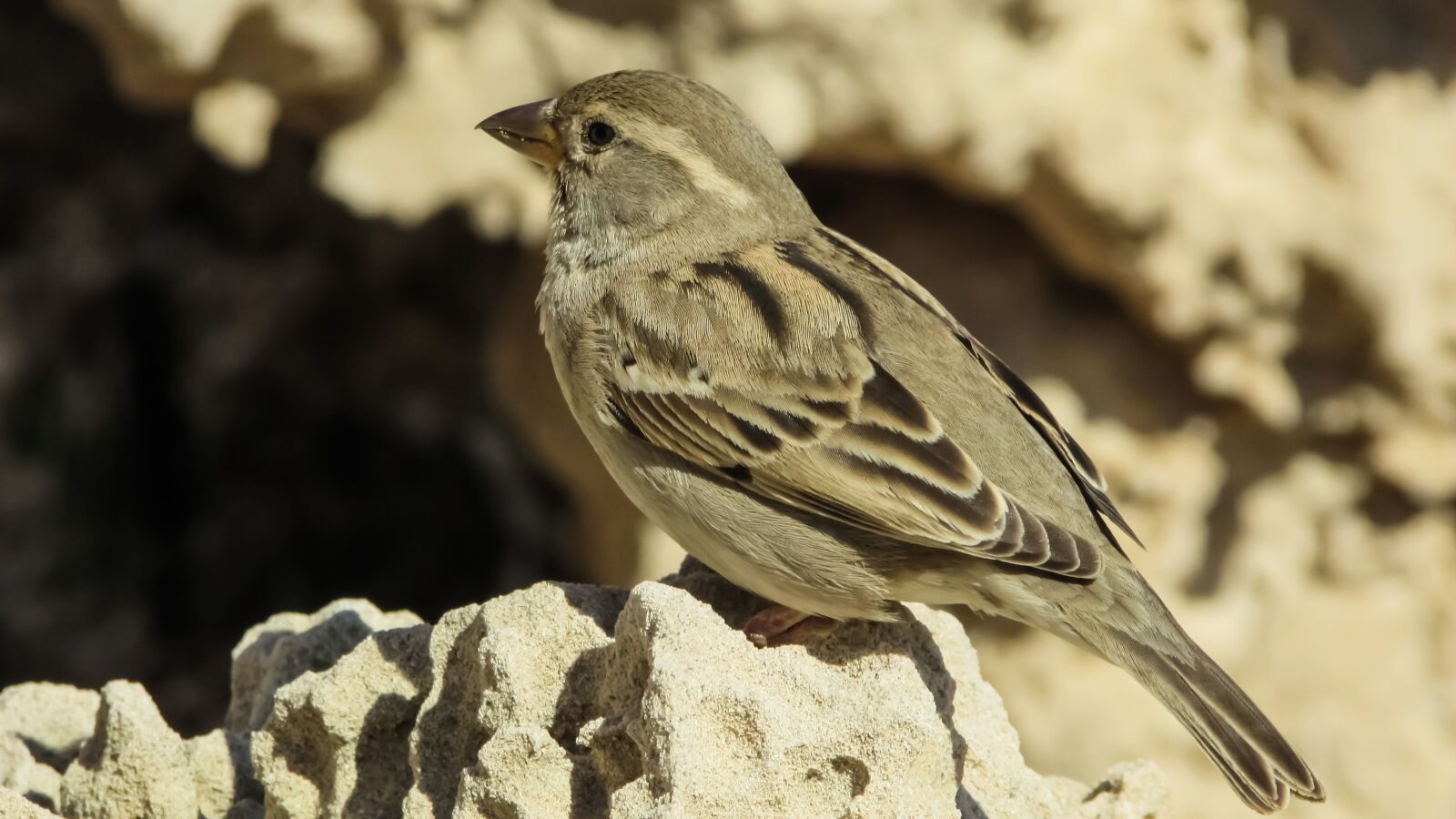 Canon PowerShot SX400 IS sample photo. Sparrow, bird, sitting photography