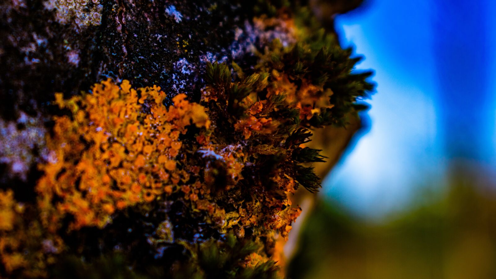 Nikon D3400 sample photo. Tree, green, nature photography