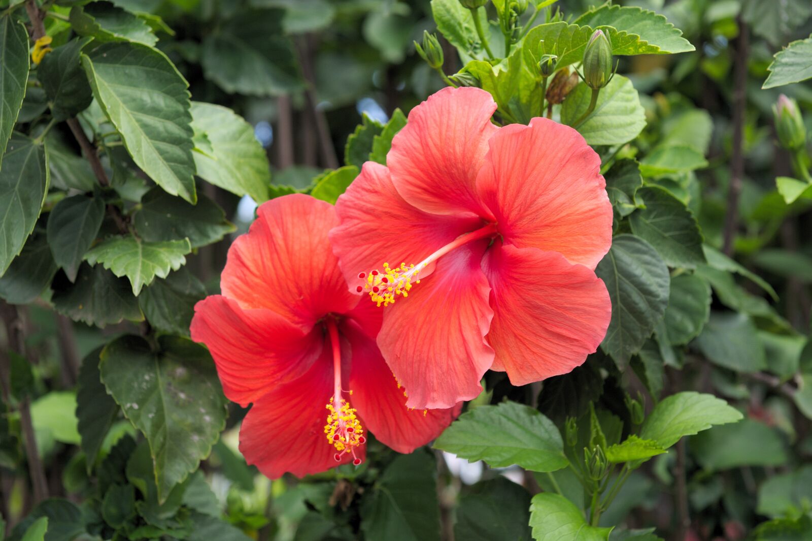 Nikon D7100 sample photo. Hibiscus, red, flower photography