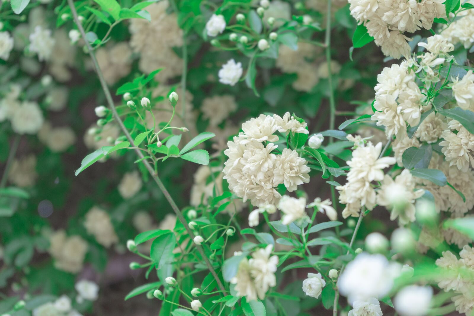 Sony a7 II + Sony FE 28-70mm F3.5-5.6 OSS sample photo. Hydrangea, green, spring photography