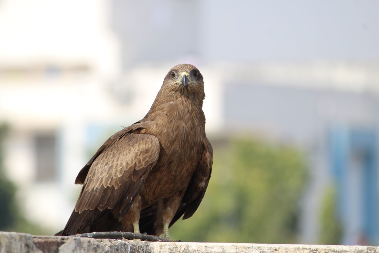 Canon EOS 1300D (EOS Rebel T6 / EOS Kiss X80) sample photo. Black kite, birds, indian photography