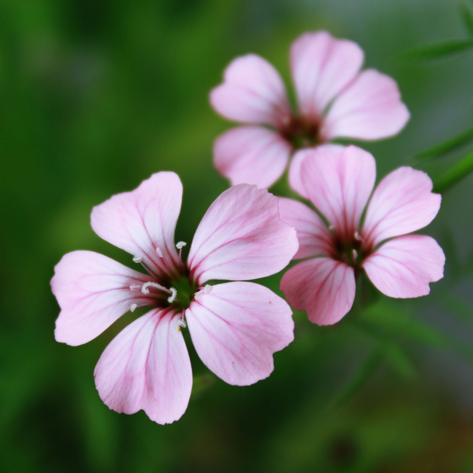 Canon EOS 1200D (EOS Rebel T5 / EOS Kiss X70 / EOS Hi) sample photo. Flower, flowers, purple photography