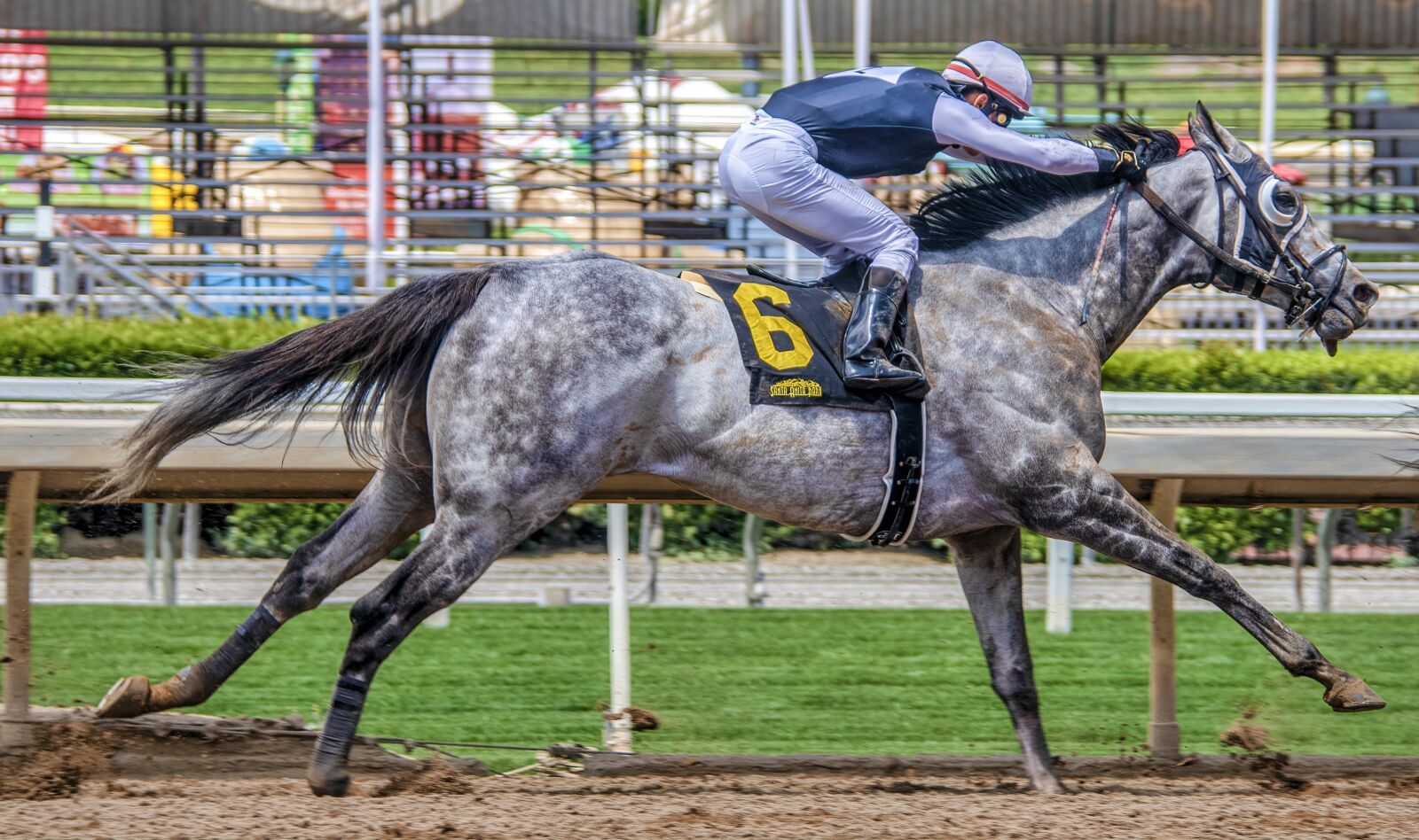 Nikon D850 sample photo. Horse, race, animal photography