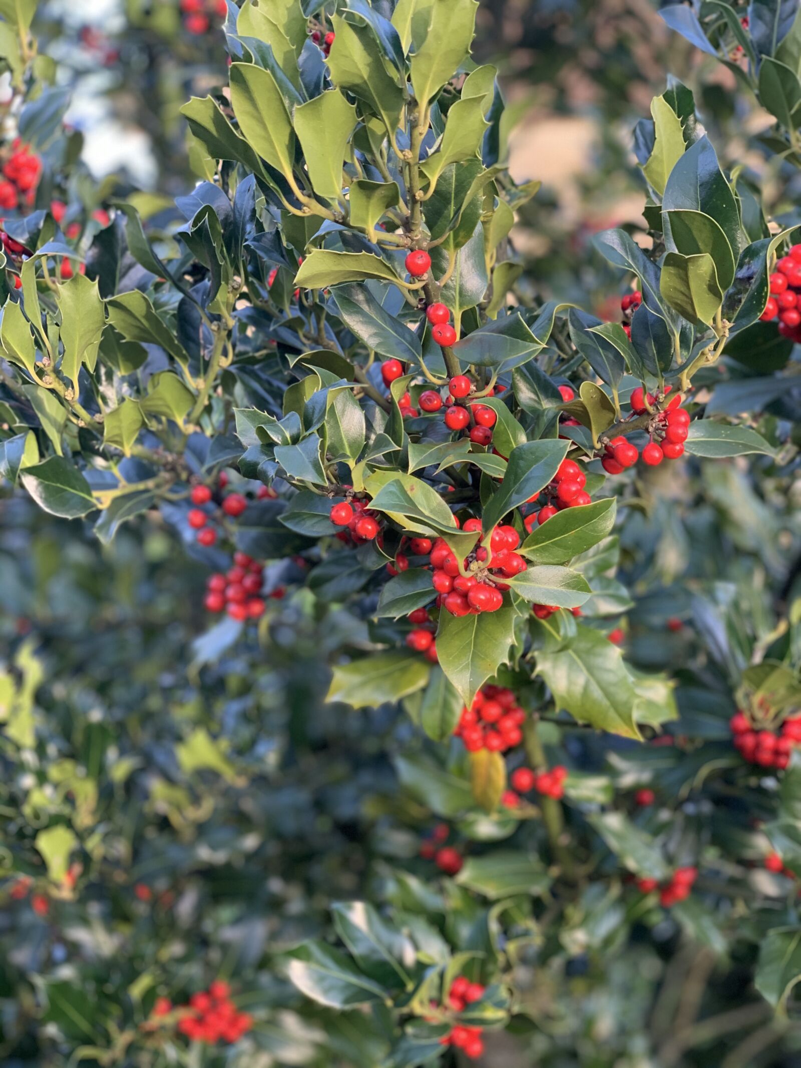 Apple iPhone XS + iPhone XS back dual camera 6mm f/2.4 sample photo. Holly, red, christmas photography
