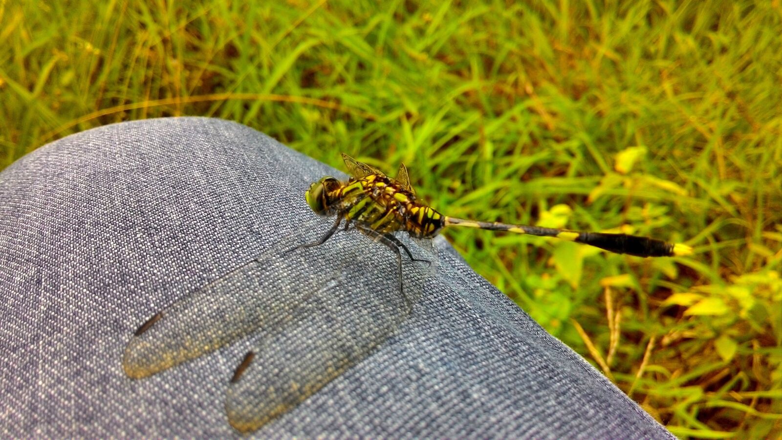 ASUS T00F sample photo. Animals, dragonfly, gorgeous photography