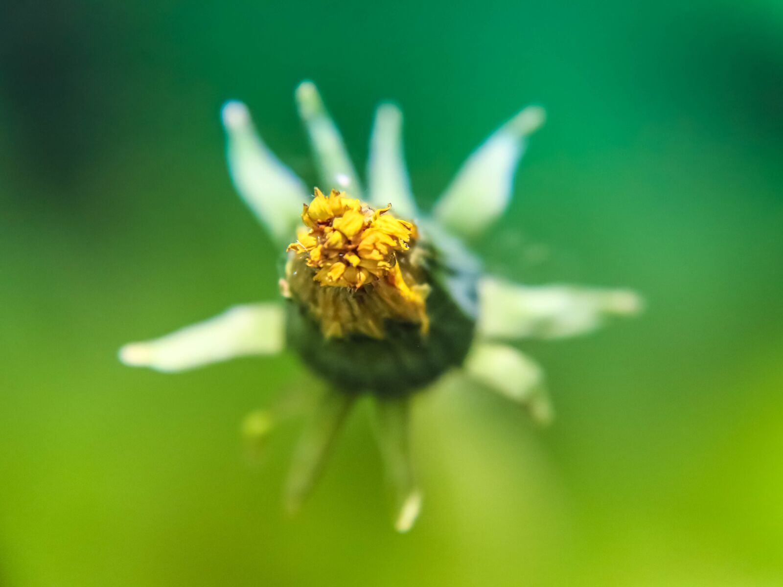 Canon EOS 70D sample photo. Dandelion, flower, yellow photography
