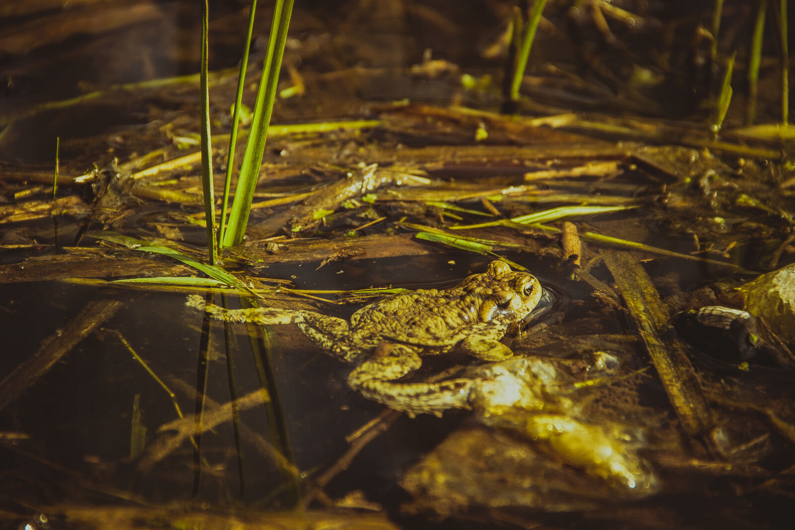 Canon EOS 600D (Rebel EOS T3i / EOS Kiss X5) sample photo. Nature, water, grass, frog photography