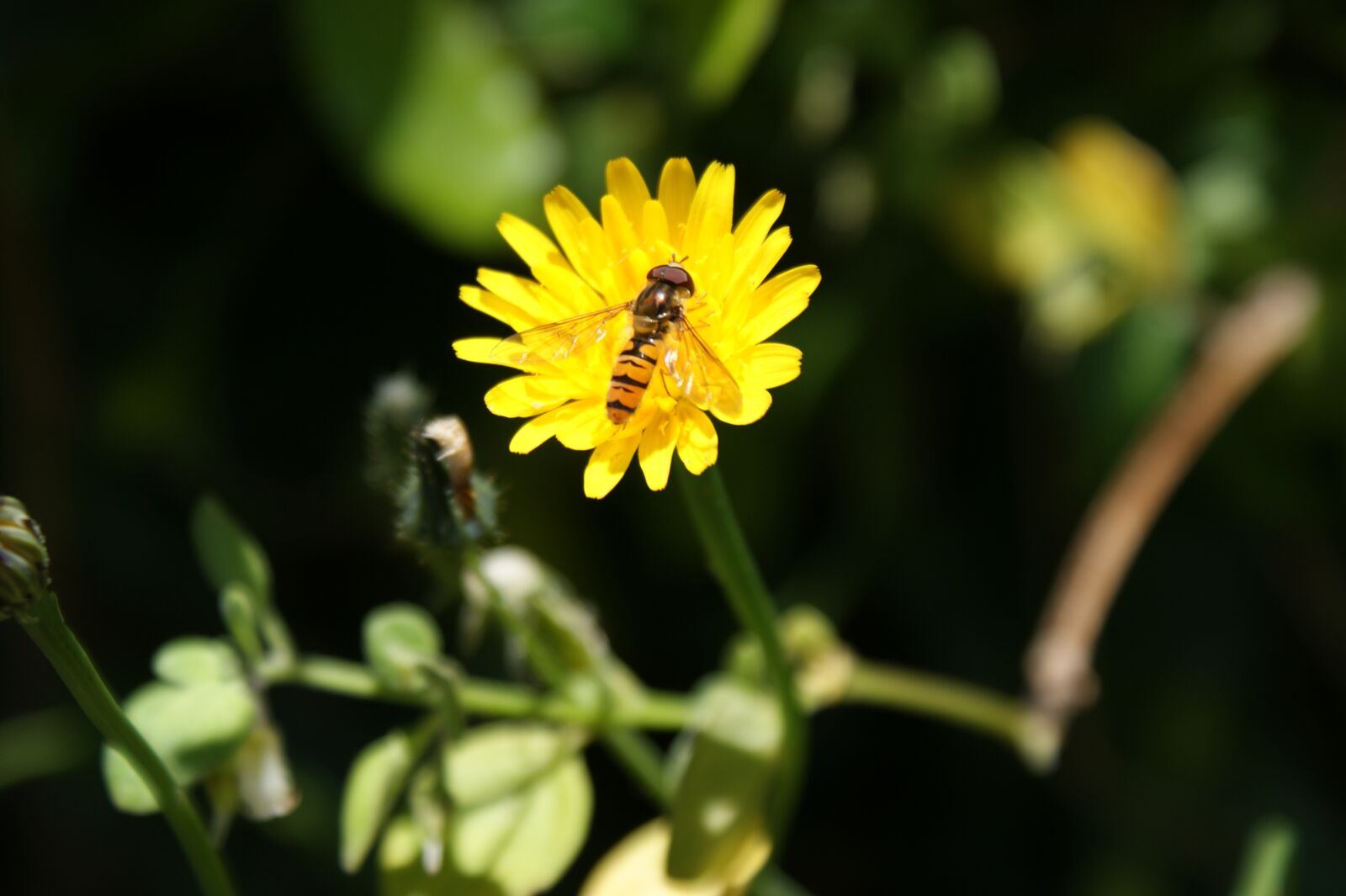 Sony Alpha DSLR-A350 sample photo. Hoverfly, flower, flower fly photography