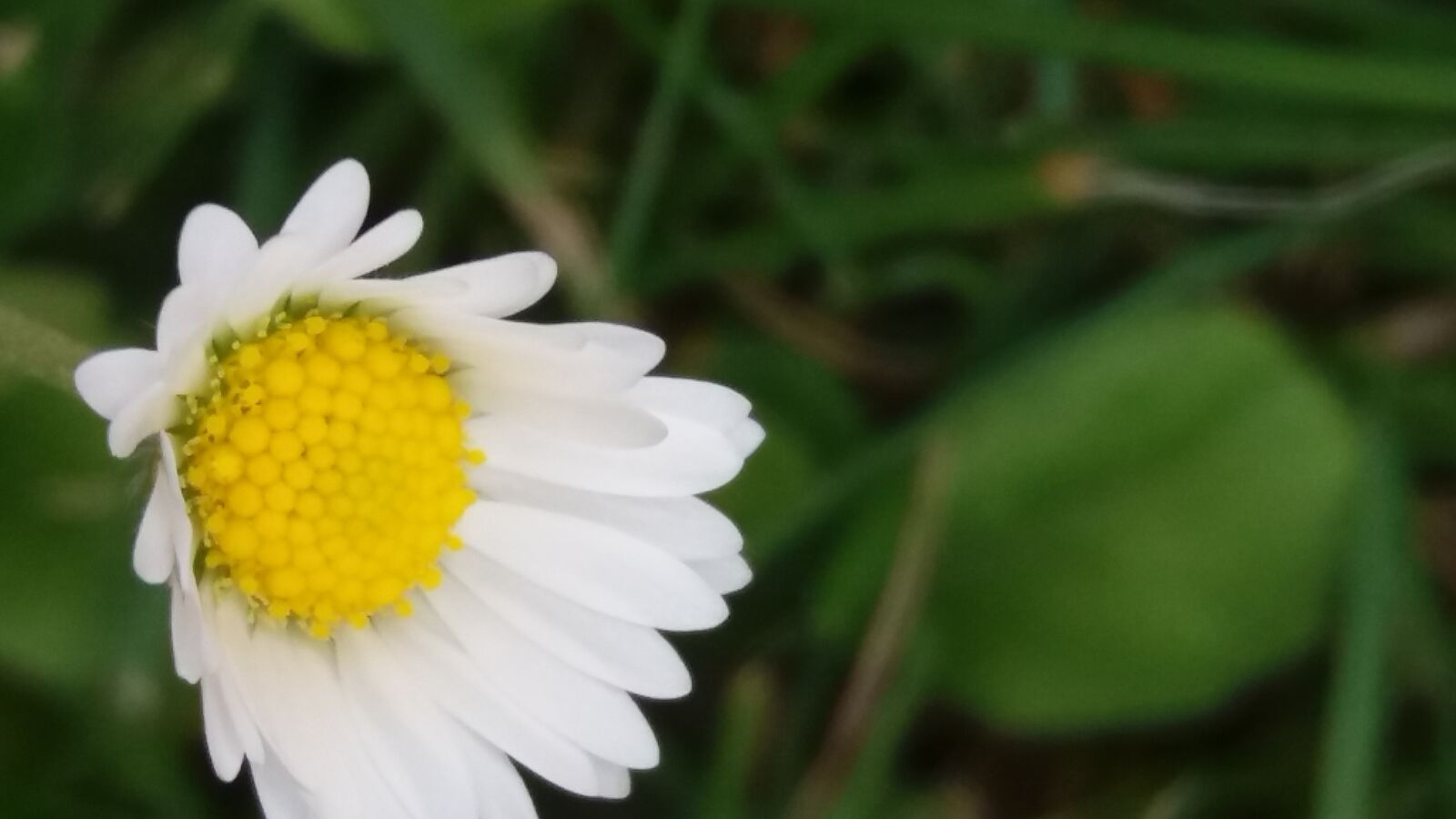 Samsung Galaxy J5 sample photo. Flower, daisy, blossom photography
