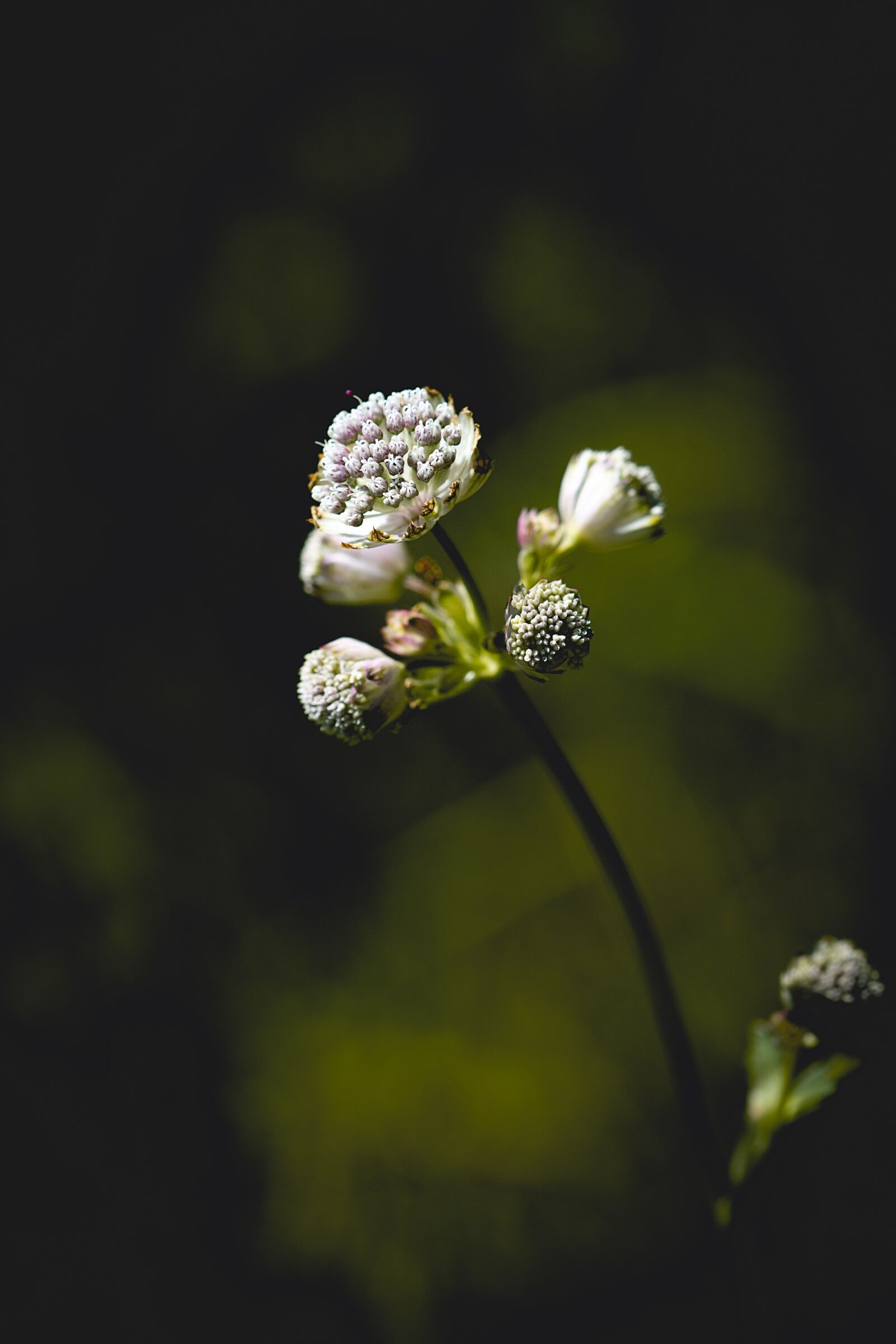 Nikon D7100 sample photo. Flower, blossom, bloom photography
