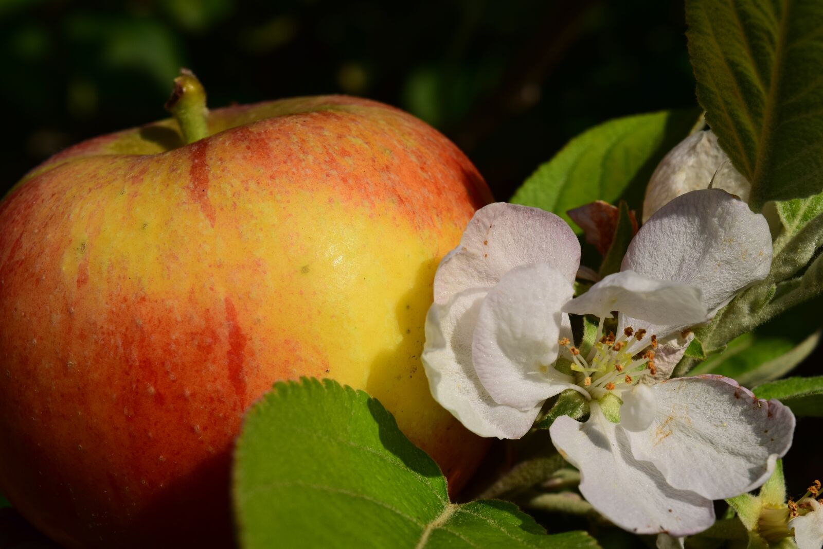 Nikon D3300 sample photo. Apple, apple blossom, apple photography