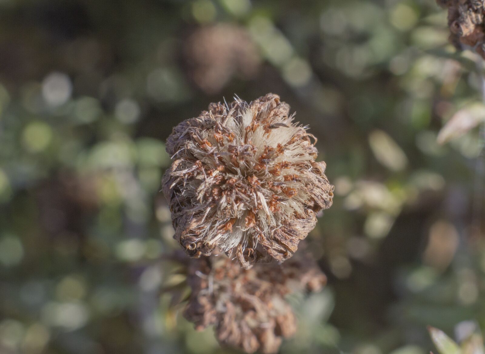 Canon EOS 550D (EOS Rebel T2i / EOS Kiss X4) sample photo. Dry, flower, seed photography