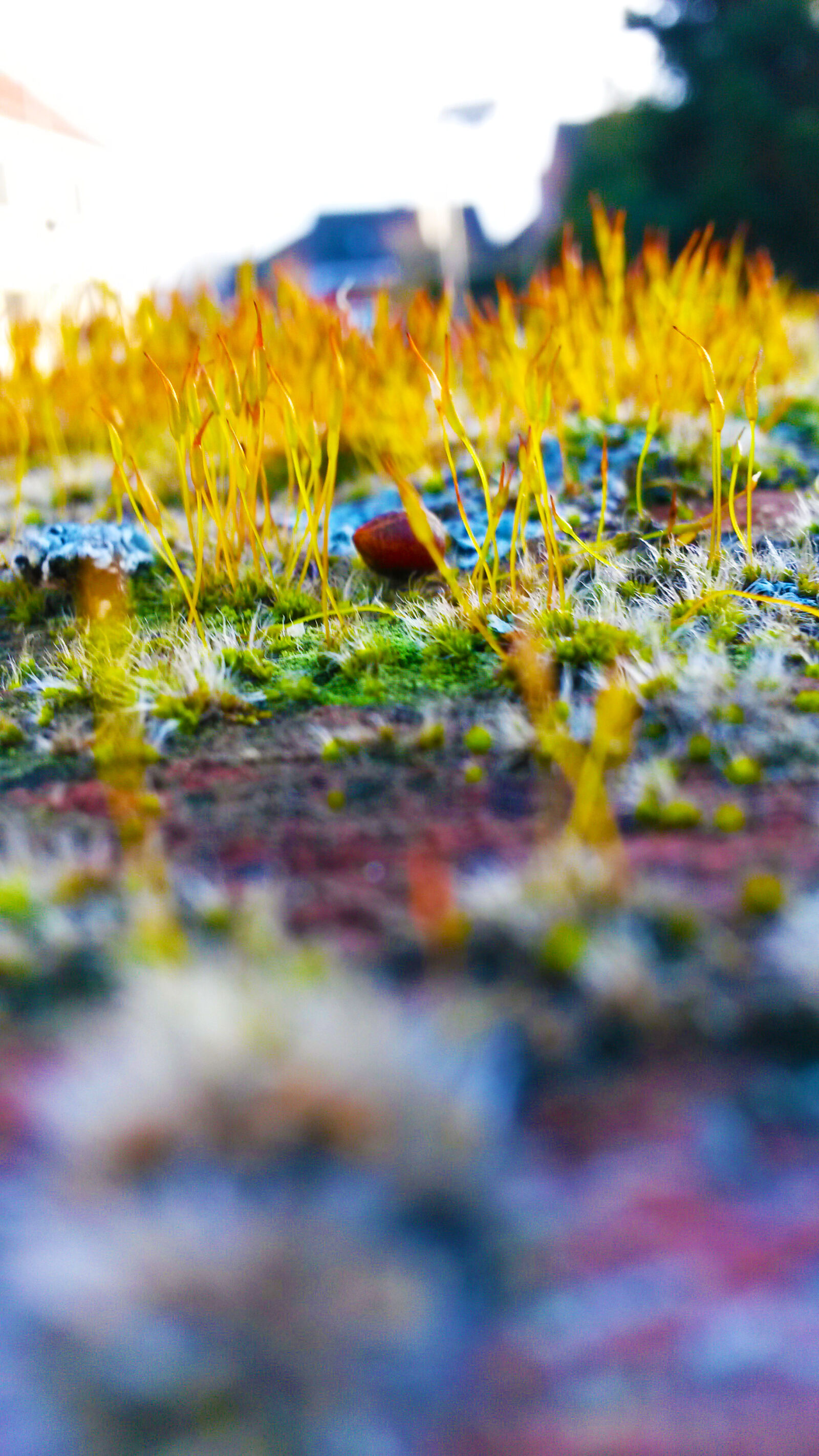 Samsung Galaxy S4 Mini sample photo. Blur, close, up, focus photography