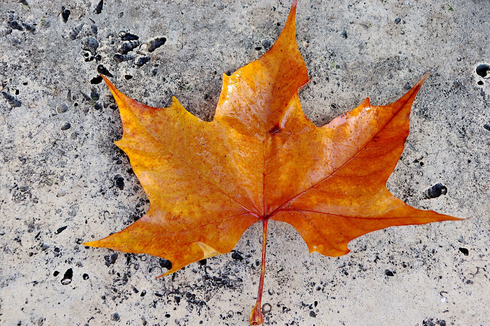 Canon EOS 800D (EOS Rebel T7i / EOS Kiss X9i) sample photo. Autumn leaves, fall colors photography