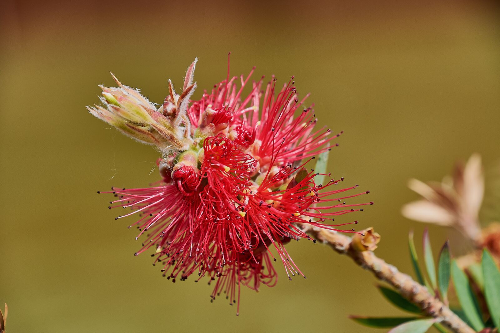Nikon D7200 sample photo. Flower, garden, plant photography