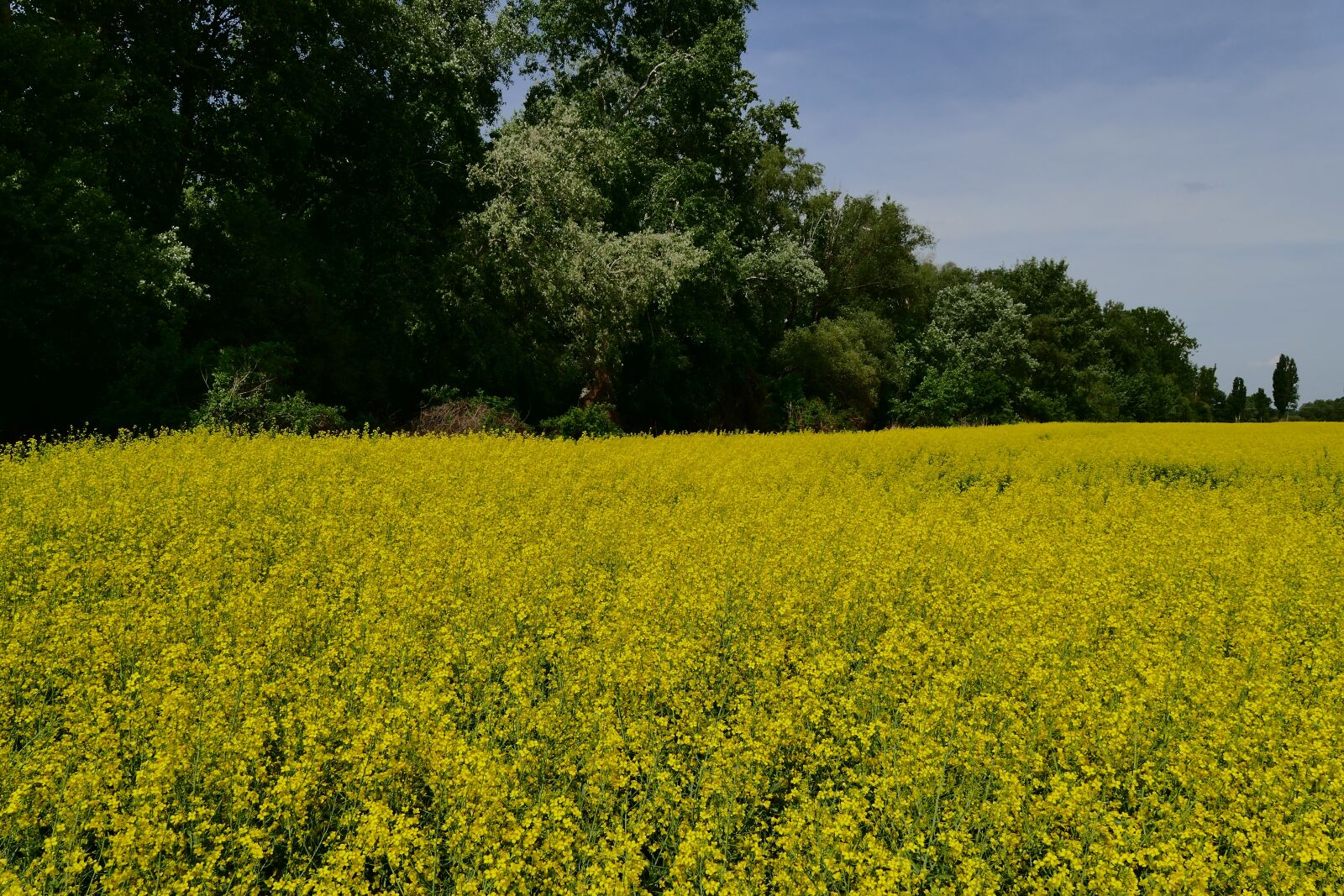 Panasonic Lumix DMC-FZ1000 sample photo. Colza, rape, blooming flowers photography