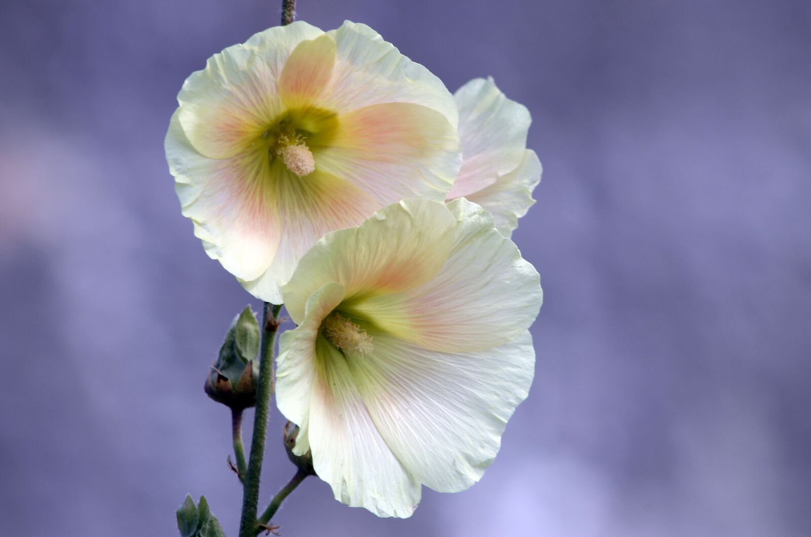 Canon EF 75-300mm f/4-5.6 sample photo. White, pink, flower photography