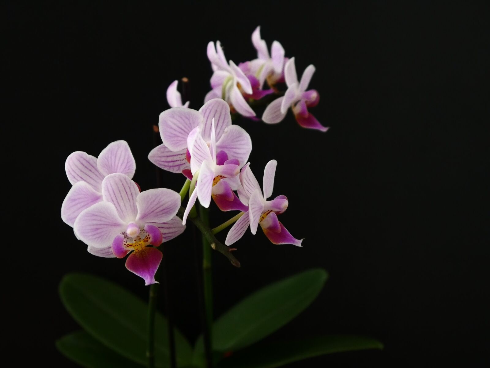 Panasonic DMC-G70 sample photo. White, pink, orchid photography