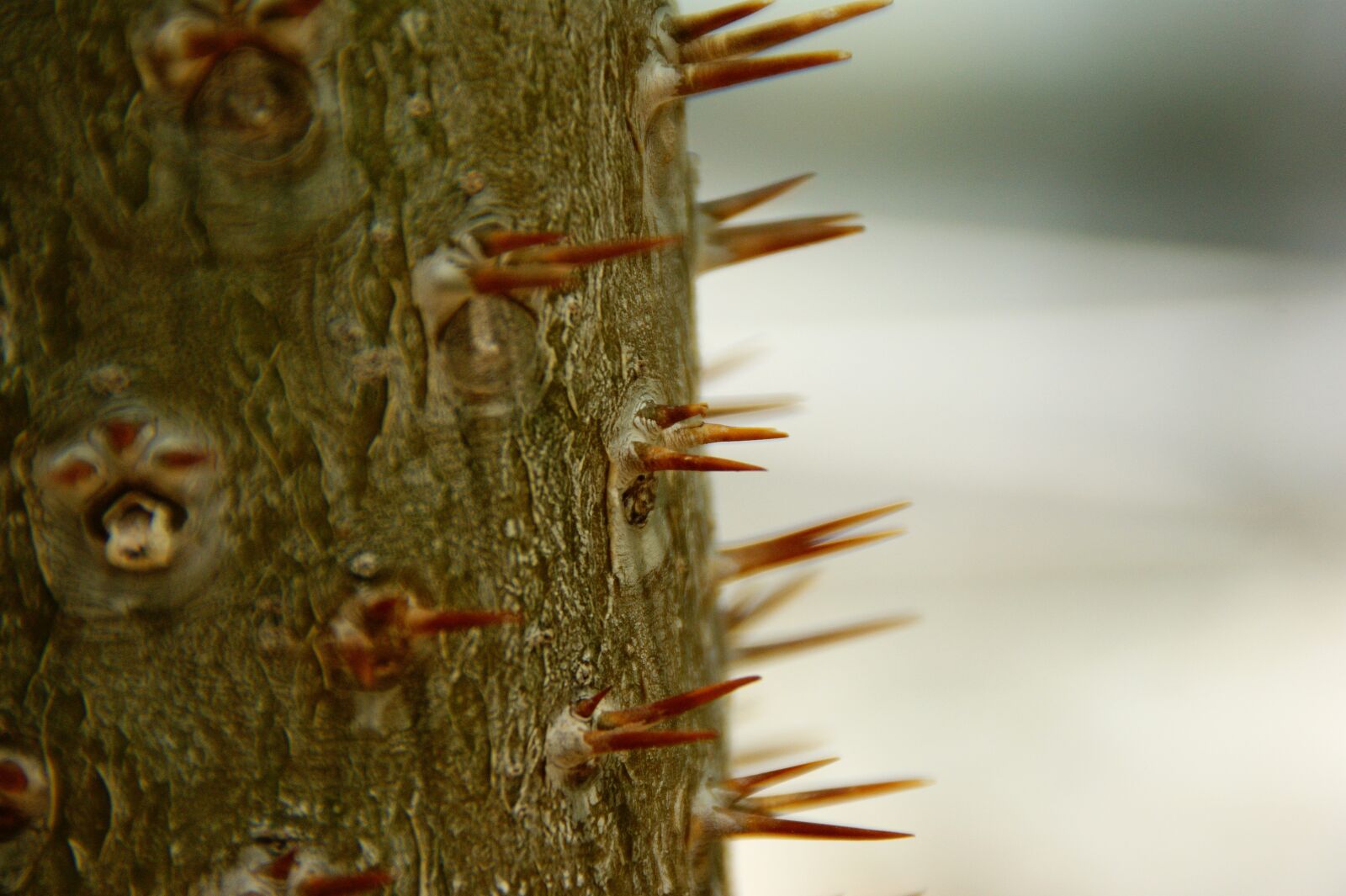 Sony Alpha DSLR-A350 sample photo. Spur, plant, prickly photography
