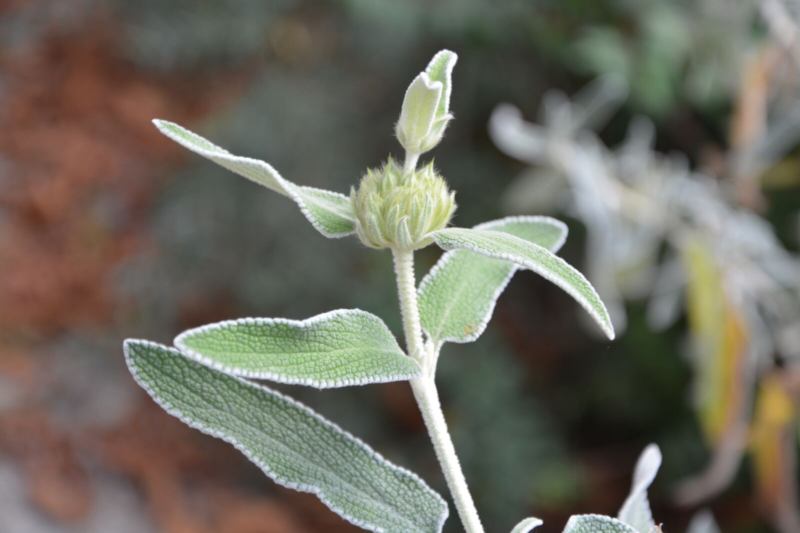 Nikon D5200 sample photo. Plant, flower, nature photography