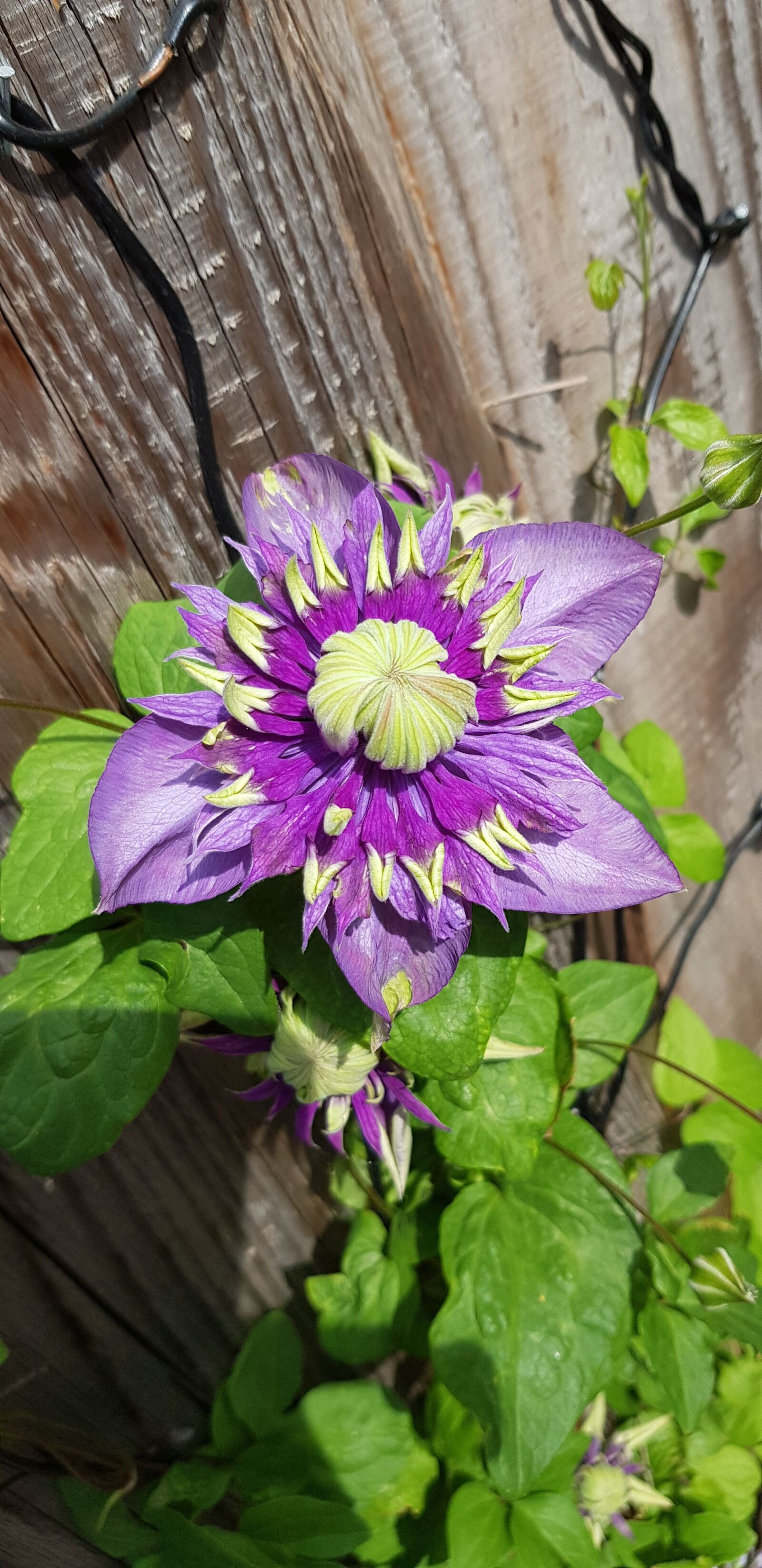 Samsung Galaxy S8 sample photo. Clematis taiga, creeper, garden photography