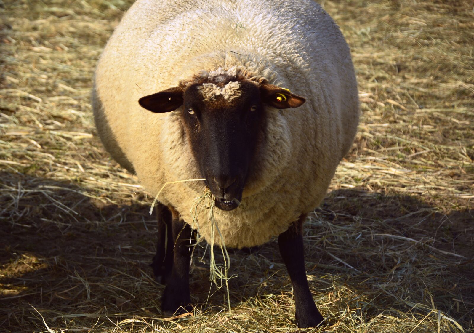 Nikon D3200 sample photo. Sheep, animal, livestock photography