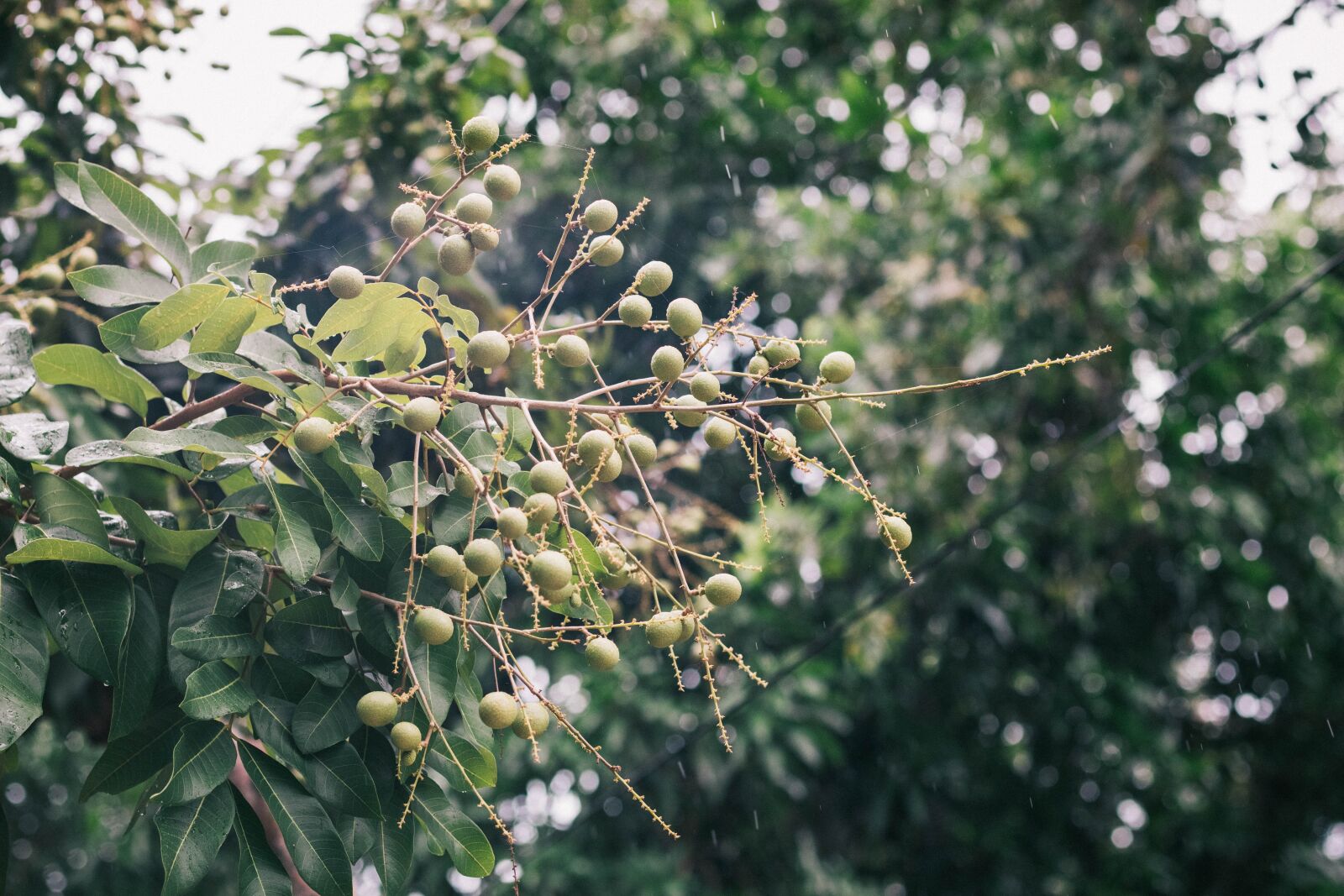 Canon EOS M50 (EOS Kiss M) + Canon EF 50mm F1.8 STM sample photo. Tree, fruit, tropical photography