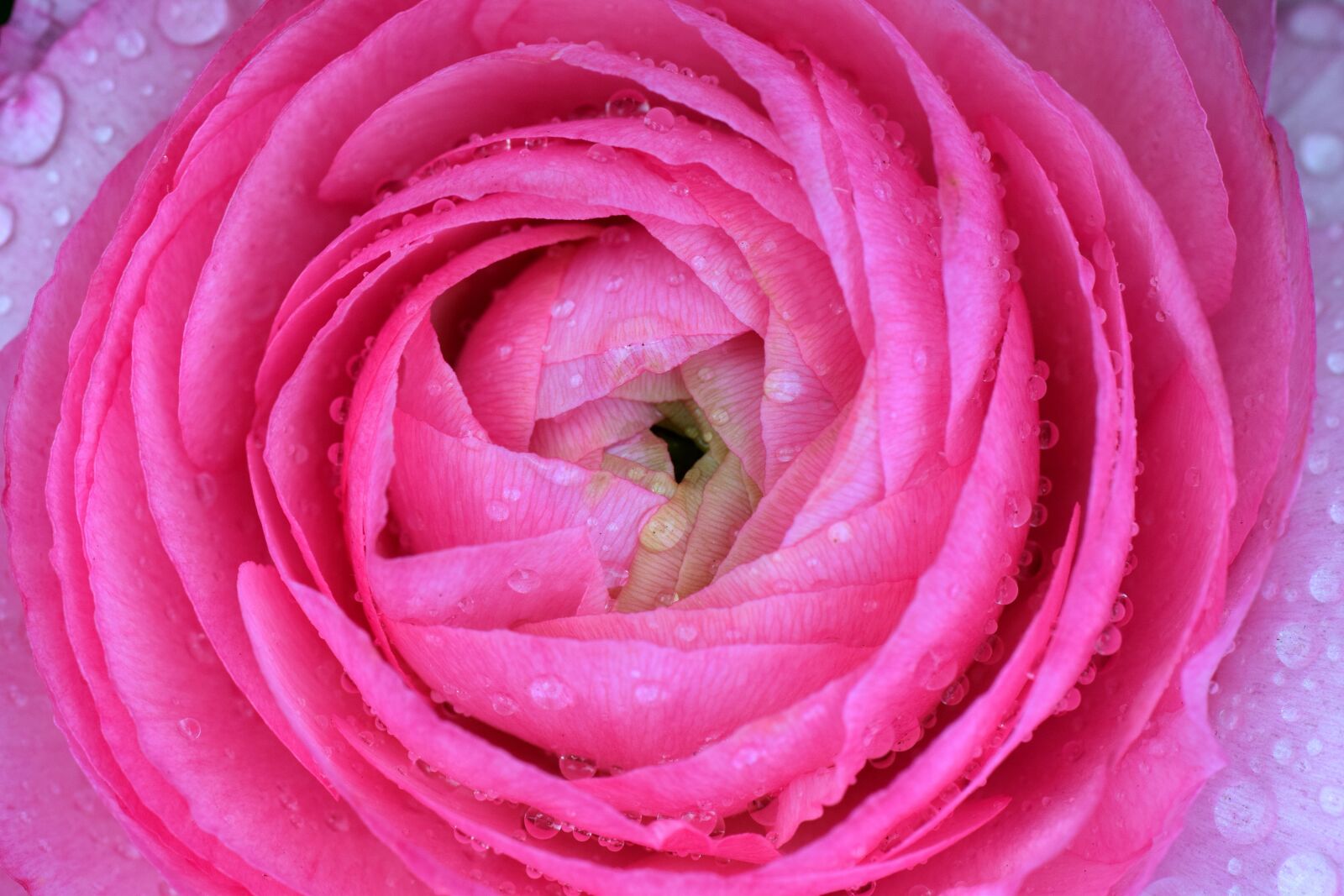 Nikon D3300 sample photo. Ranunculus, aisatischer buttercup, ranunculus photography