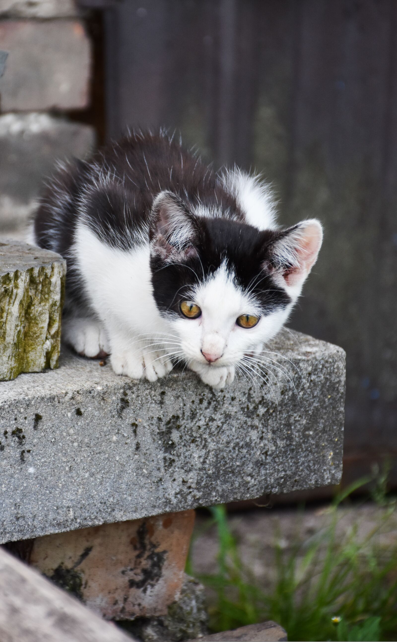 Nikon D7200 sample photo. Cat, animal, figure photography