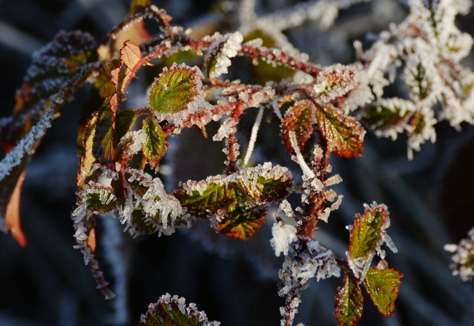 Nikon D5200 sample photo. Frost, frozen, leaves photography