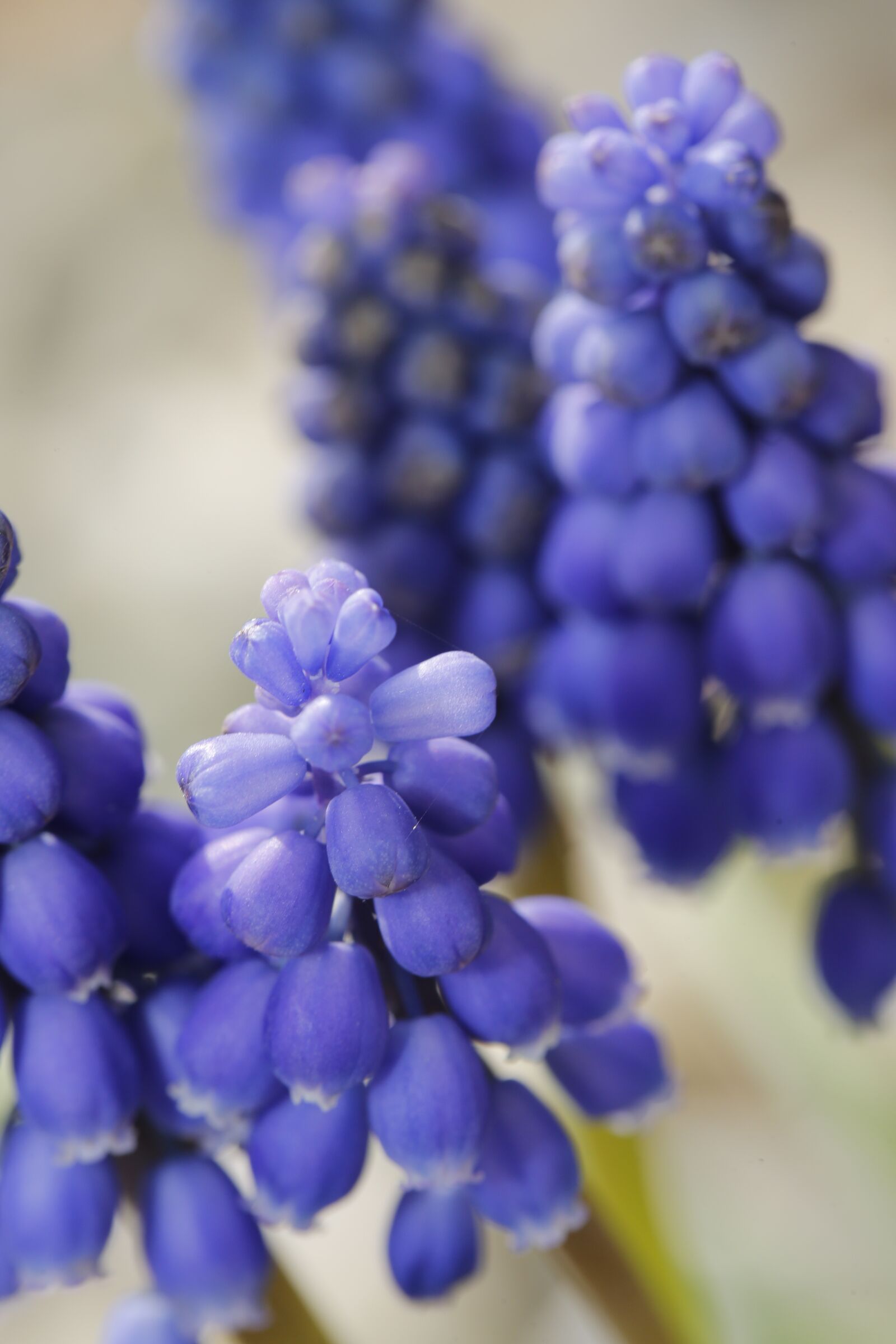 Canon EF 100mm F2.8L Macro IS USM sample photo. Spring, bud, sprout photography