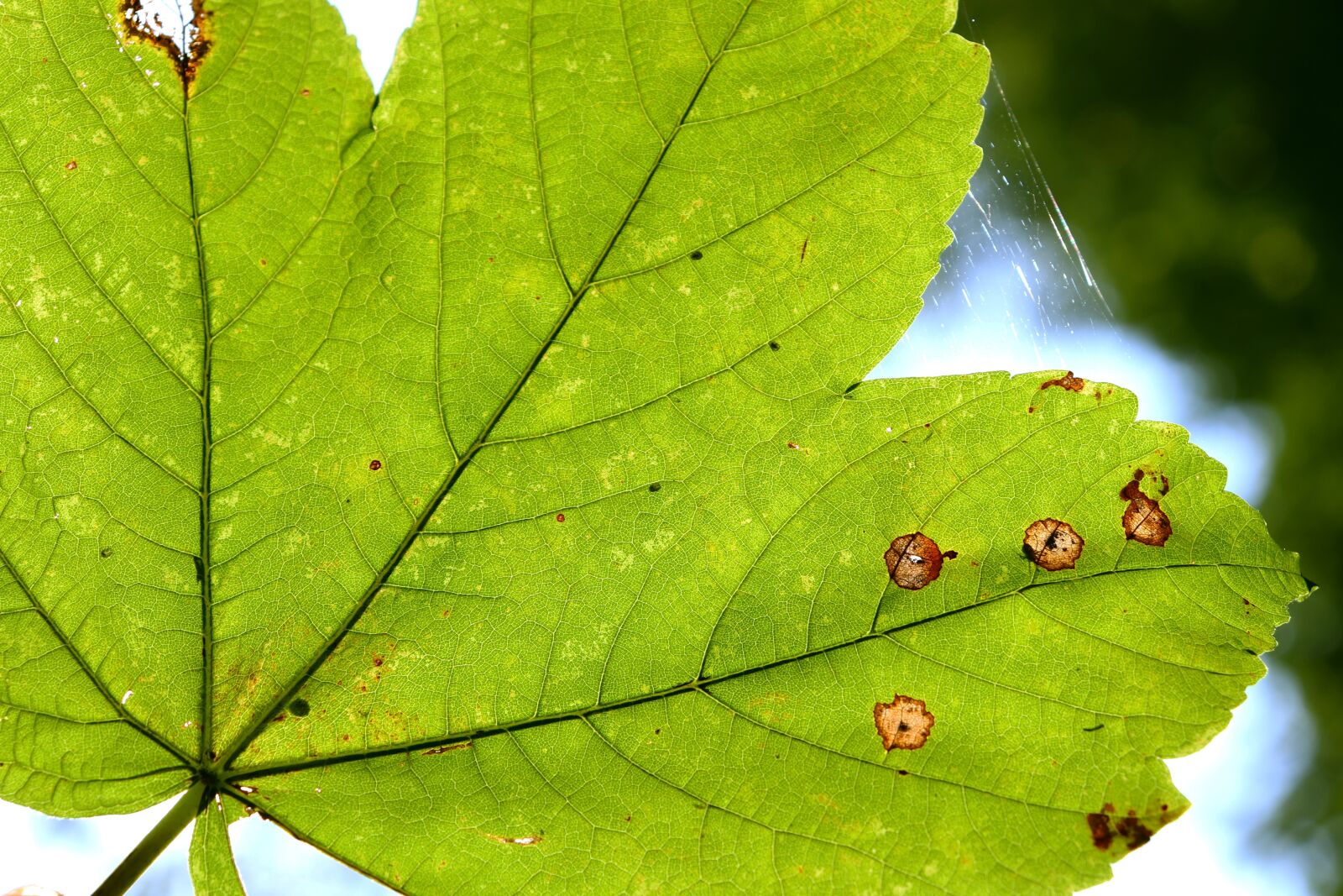 Canon EOS 800D (EOS Rebel T7i / EOS Kiss X9i) sample photo. Leaf, autumn, leaves photography