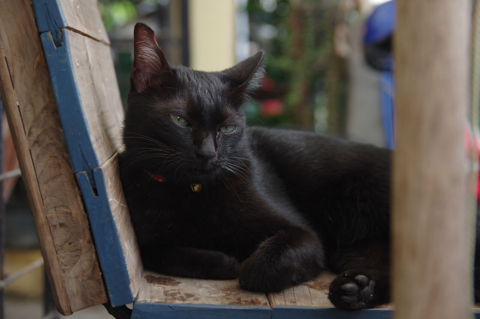 Pentax K-3 sample photo. Wildlife, animal, pet photography