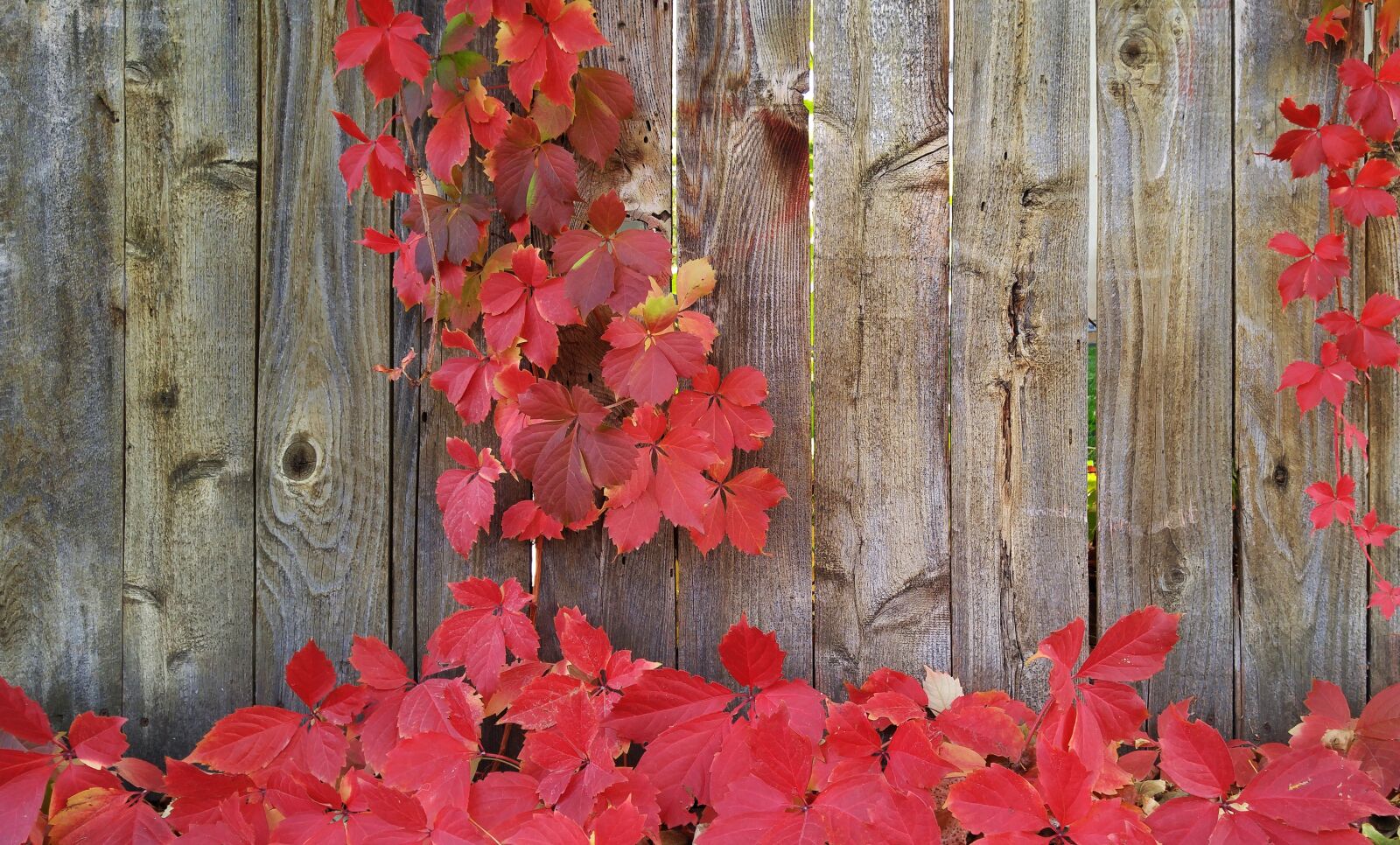 LG G4 sample photo. Vines, autumn, greeting card photography