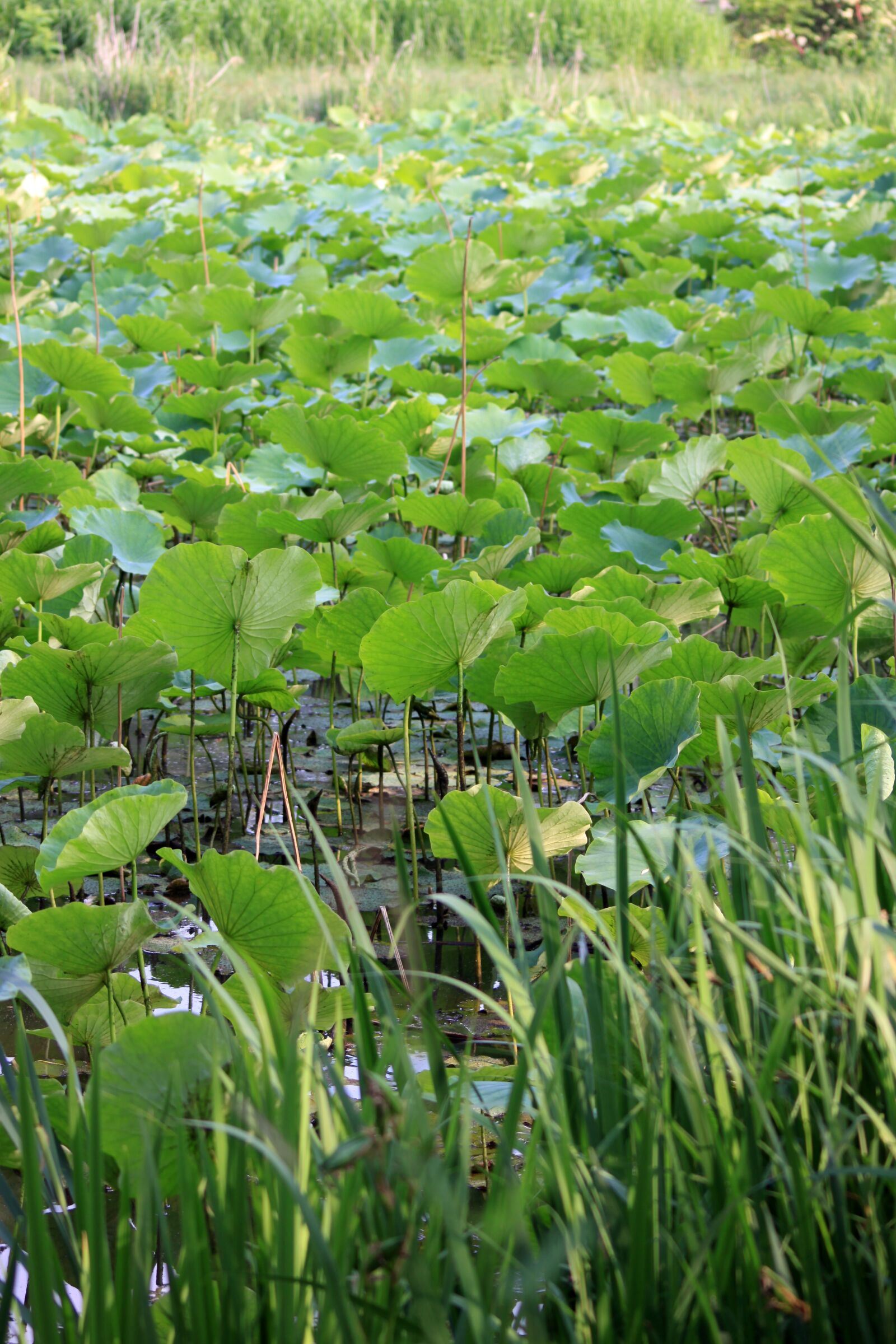Canon EOS 50D sample photo. Lotus leaf, pond, nature photography