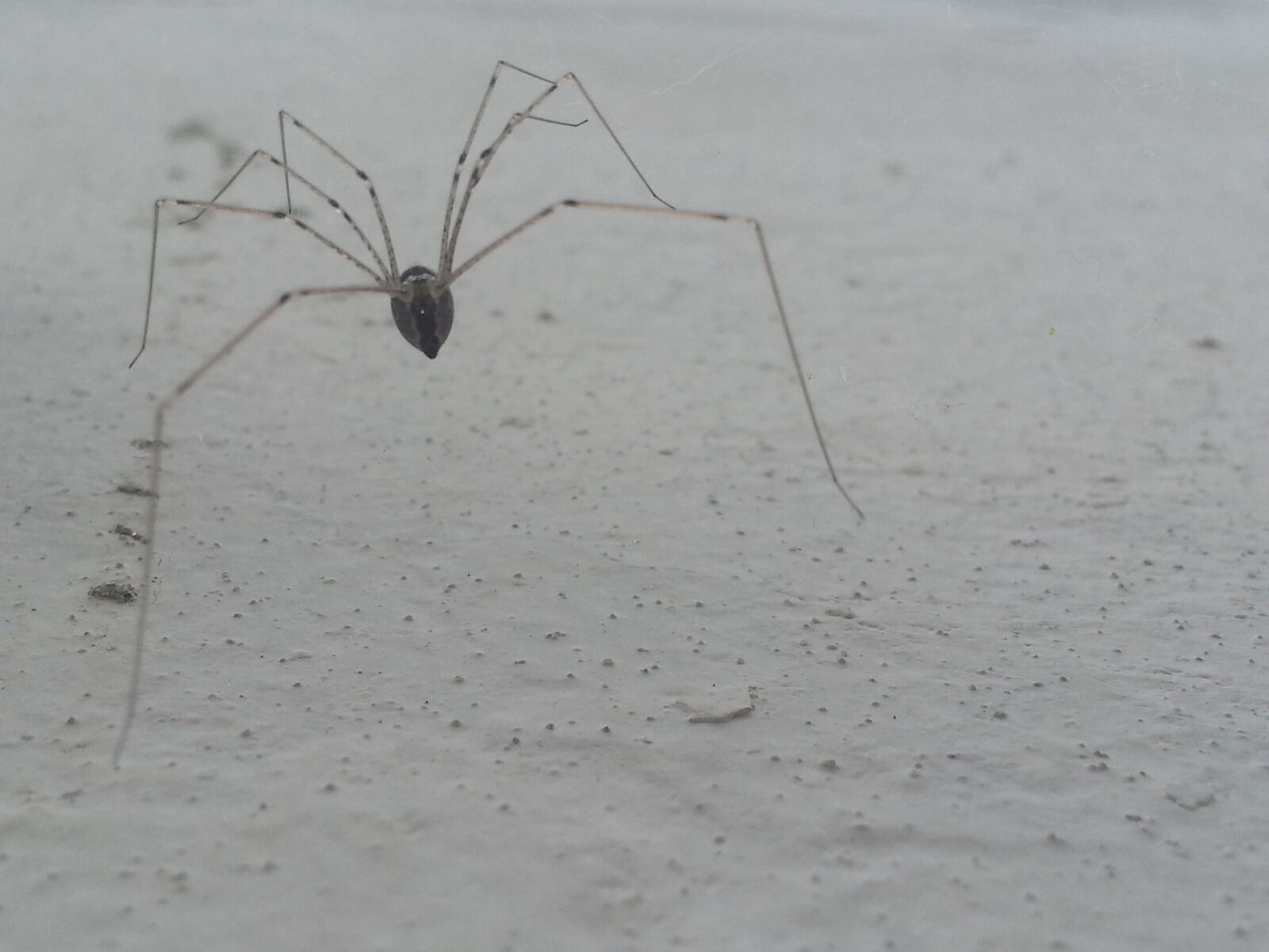 Samsung Galaxy Note2 sample photo. Legs, spider, wall, white photography