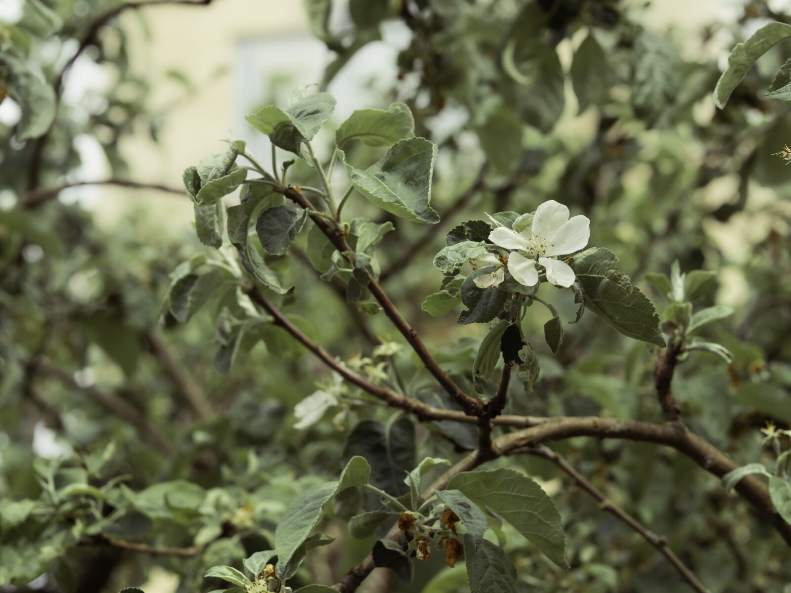 Sigma 60mm F2.8 DN Art sample photo. Apple blossom, apple tree photography