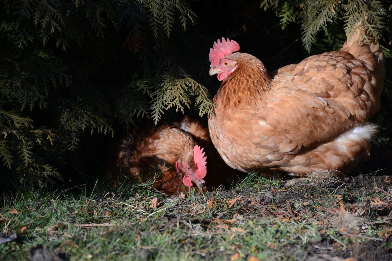 Nikon D7100 sample photo. Hen, egg, easter photography