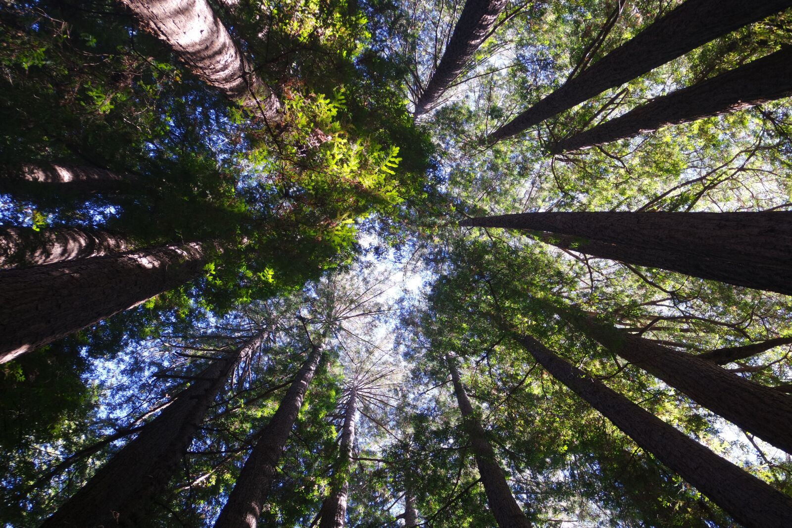 Samsung NX-M 9-27mm F3.5-5.6 ED OIS sample photo. Henry cowell redwoods state photography