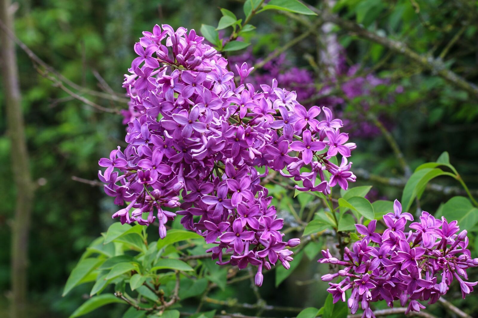Canon EOS 70D + Canon EF 50mm F1.8 STM sample photo. Lilac, shrub, spring photography