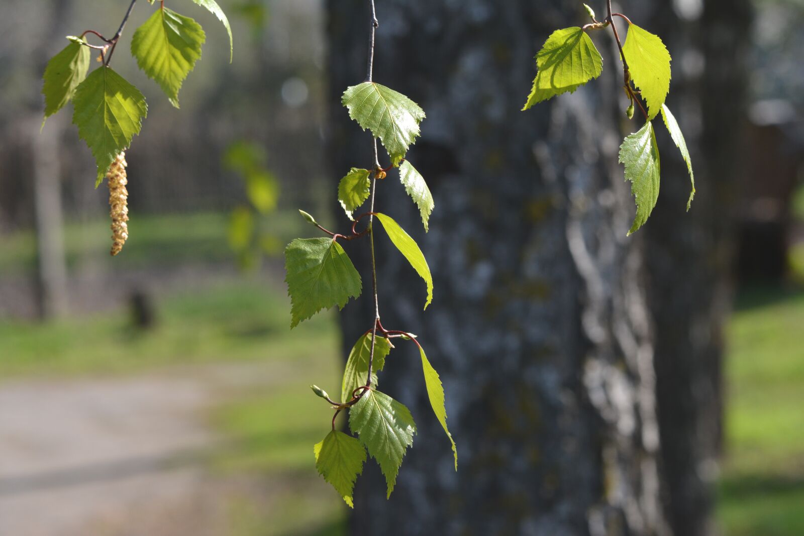 Nikon D5200 sample photo. Spring, birch, tree photography